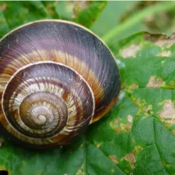 Prilep Old Bazaar - Prilep