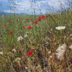 City Park Stip - Stip