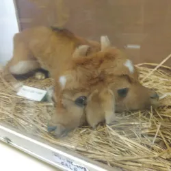 Museum of Struga - Struga