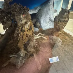 Museum of Struga - Struga