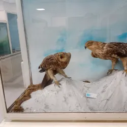 Museum of Struga - Struga