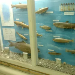 Museum of Struga - Struga