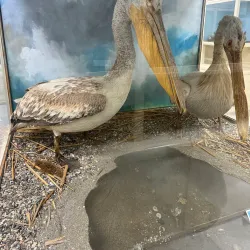 Museum of Struga - Struga