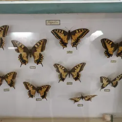 Museum of Struga - Struga