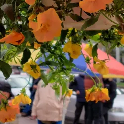 Tetovo Bazaar - Tetovo