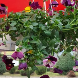 Tetovo Bazaar - Tetovo