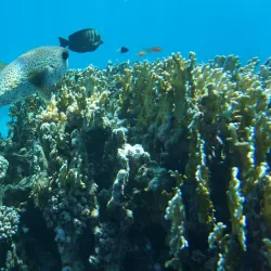 Tinian Island Golf Course - Tinian