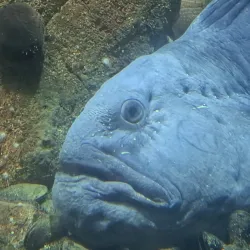 Ålesund Aquarium (Atlanterhavsparken) - Alesund