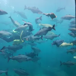 Ålesund Aquarium (Atlanterhavsparken) - Alesund