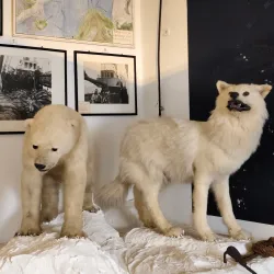 Ålesund Museum - Alesund