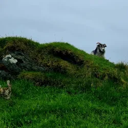 Kyststien Coastal Trail - Asker