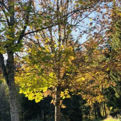 Askim Golf Club - Askim