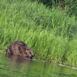 Glomma River - Askim