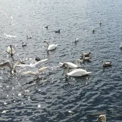 Kalvøya Island - Baerum