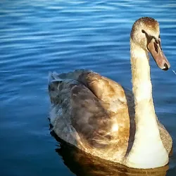 Kalvøya Island - Baerum