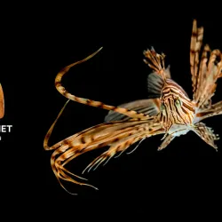 Bergen Aquarium - Bergen