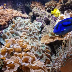 Bergen Aquarium - Bergen