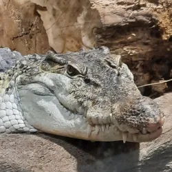 Bergen Aquarium - Bergen
