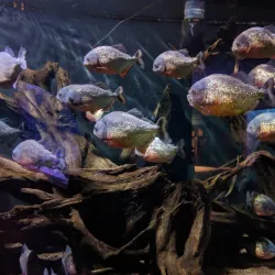 Bergen Aquarium - Bergen