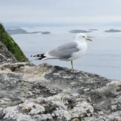 Bodøsjøen Beach - Bodo