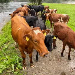Jølstra River - Dale i Sunnfjord