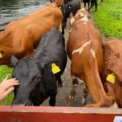 Jølstra River - Dale i Sunnfjord