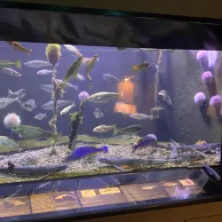 Drøbak Aquarium (Torskehallen) - Drobak