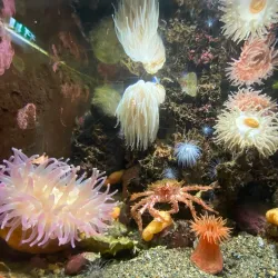 Drøbak Aquarium (Torskehallen) - Drobak