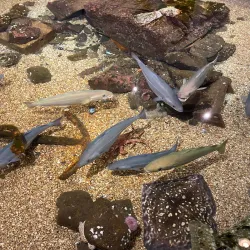 Drøbak Aquarium (Torskehallen) - Drobak