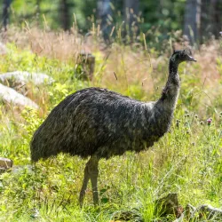 Tangen Park - Drobak