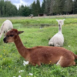 Tangen Park - Drobak