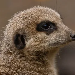 Tangen Park - Drobak