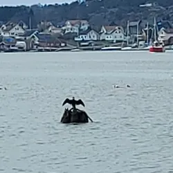 Værste - Fredrikstad