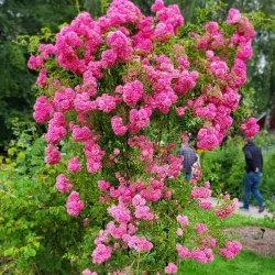 Agder Natural History Museum and Botanical Garden - Grimstad