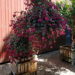 Agder Natural History Museum and Botanical Garden - Grimstad