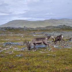 Midnight Sun Experience - Hammerfest