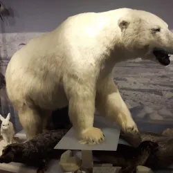 Northern Lights Viewing Spots - Hammerfest