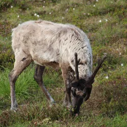 Sami Cultural Center - Hammerfest