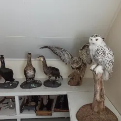 Sjøsamisk Museum - Hammerfest