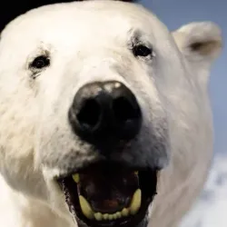 The Polar Bear Society (Isbjørnklubben) - Hammerfest