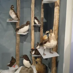 The Polar Bear Society (Isbjørnklubben) - Hammerfest