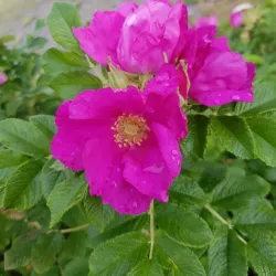 Oslofjord Beach - Horten