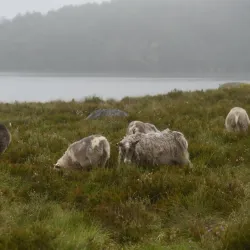 Hålandsvatnet Nature Reserve - Karmøy