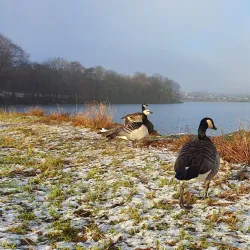 Hålandsvatnet Nature Reserve - Karmøy