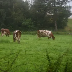 Hålandsvatnet Nature Reserve - Karmøy