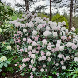 Rogaland Arboretum - Karmøy