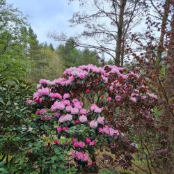 Rogaland Arboretum - Karmøy