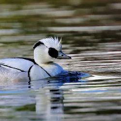 Fjellhamar Nature Reserve - Kolbotn