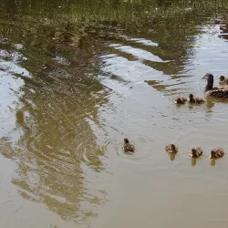 Fjellhamar Nature Reserve - Kolbotn
