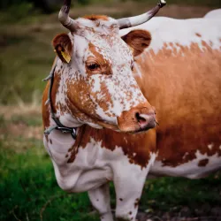 Lågdalsmuseet - Kongsberg